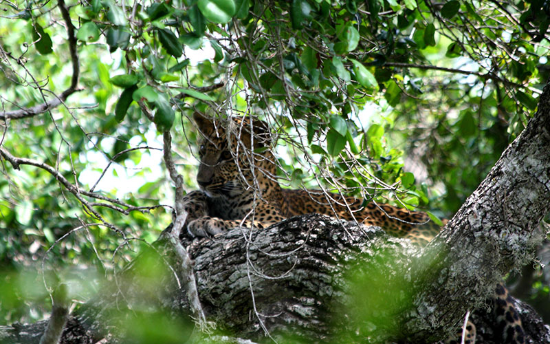 Guided Safari Game Drives in Yala National Park Sri Lanka with Kids - Safari Game Drives in Yala National Park  - Jeep Safaris in Yala with Kids - Leopard Safaris in Yala National Park - Yala Jeep Safaris