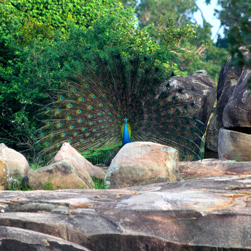 Guided Safari Game Drives in Yala National Park Sri Lanka with Kids - Safari Game Drives in Yala National Park  - Jeep Safaris in Yala with Kids - Leopard Safaris in Yala National Park - Yala Jeep Safaris