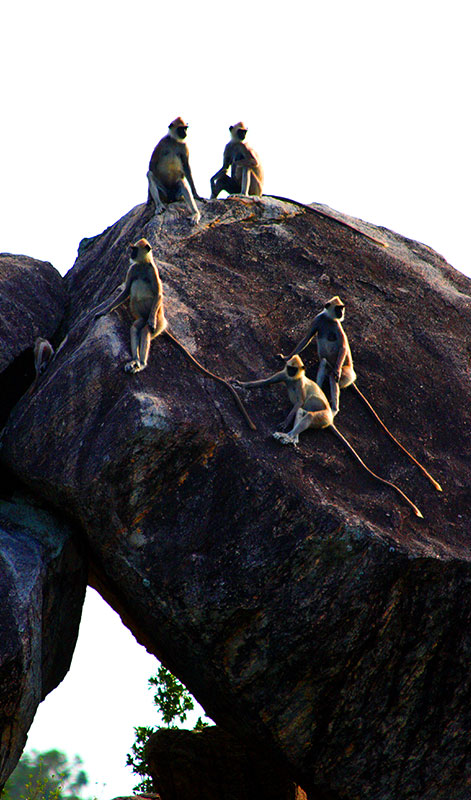 Guided Safari Game Drives in Yala National Park Sri Lanka with Kids - Safari Game Drives in Yala National Park  - Jeep Safaris in Yala with Kids - Leopard Safaris in Yala National Park - Yala Jeep Safaris