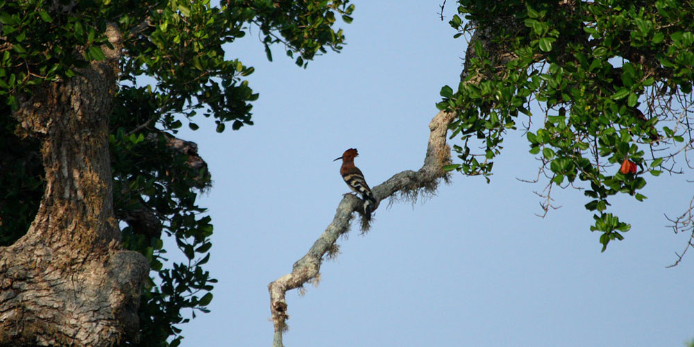Guided Safari Game Drives in Yala National Park Sri Lanka with Kids - Safari Game Drives in Yala National Park  - Jeep Safaris in Yala with Kids - Leopard Safaris in Yala National Park - Yala Jeep Safaris