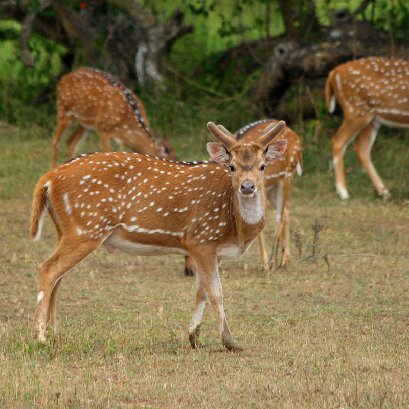Guided Safari Game Drives in Yala National Park Sri Lanka with Kids - Safari Game Drives in Yala National Park  - Jeep Safaris in Yala with Kids - Leopard Safaris in Yala National Park - Yala Jeep Safaris