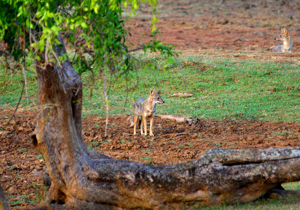 Guided Safari Game Drives in Yala National Park Sri Lanka with Kids - Safari Game Drives in Yala National Park  - Jeep Safaris in Yala with Kids - Leopard Safaris in Yala National Park - Yala Jeep Safaris