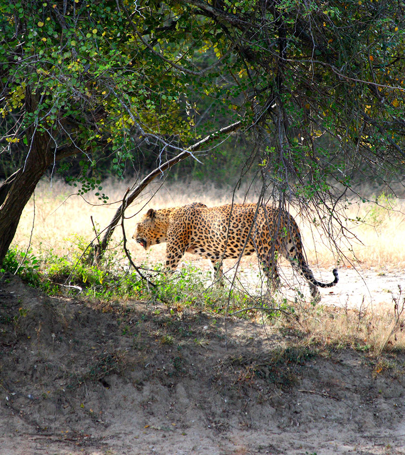 Guided Safari Game Drives in Yala National Park Sri Lanka with Kids - Safari Game Drives in Yala National Park  - Jeep Safaris in Yala with Kids - Leopard Safaris in Yala National Park - Yala Jeep Safaris