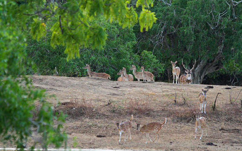 Guided Safari Game Drives in Yala National Park Sri Lanka with Kids - Safari Game Drives in Yala National Park  - Jeep Safaris in Yala with Kids - Leopard Safaris in Yala National Park - Yala Jeep Safaris