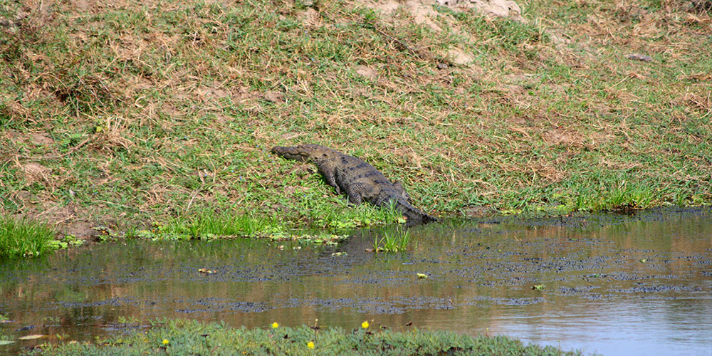 Guided Safari Game Drives in Yala National Park Sri Lanka with Kids - Safari Game Drives in Yala National Park  - Jeep Safaris in Yala with Kids - Leopard Safaris in Yala National Park - Yala Jeep Safaris