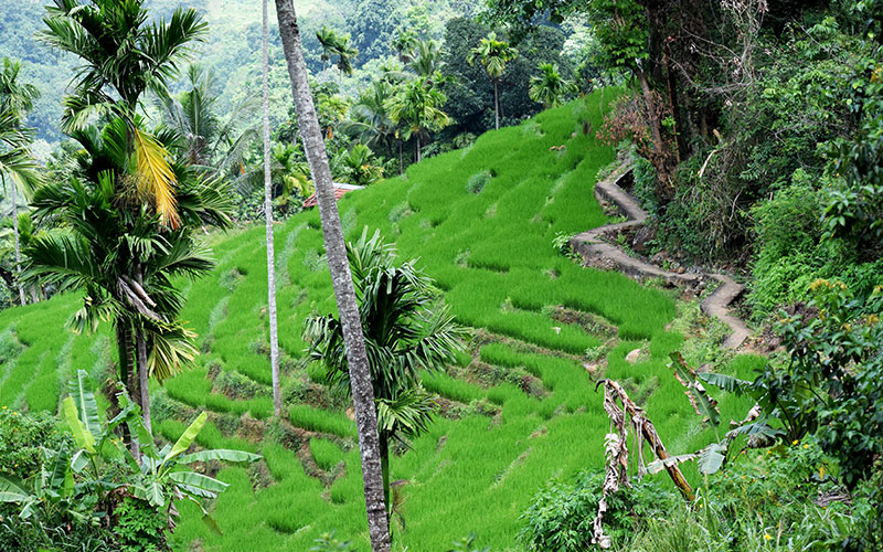 Rural Village Walk in Kandy, Sri Lanka with Kids, Kandy Village Walk in Sri Lanka, Heel Oya Rural Village Walk, Trekking Tours in Kandy Sri Lanka with Kids, Kandy