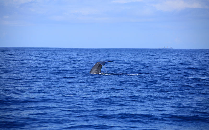 Mirissa Whale Watching - Mirissa Whale Watching Tours - Whale and Dolphin Watching Boat Tours in Mirissa - Whale Watching Mirissa - Mirissa Whale watching Trips in Sri Lanka - Dolphin Watching trips in Mirissa - Trips in Whale Watching