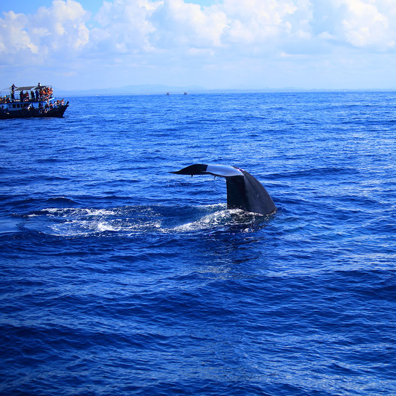 Mirissa Whale Watching - Mirissa Whale Watching Tours - Whale and Dolphin Watching Boat Tours in Mirissa - Whale Watching Mirissa - Mirissa Whale watching Trips in Sri Lanka - Dolphin Watching trips in Mirissa - Trips in Whale Watching