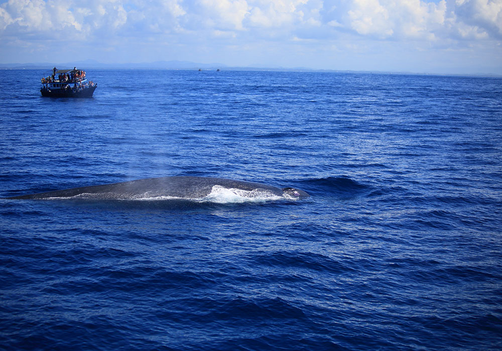 Mirissa Whale Watching - Mirissa Whale Watching Tours - Whale and Dolphin Watching Boat Tours in Mirissa - Whale Watching Mirissa - Mirissa Whale watching Trips in Sri Lanka - Dolphin Watching trips in Mirissa - Trips in Whale Watching