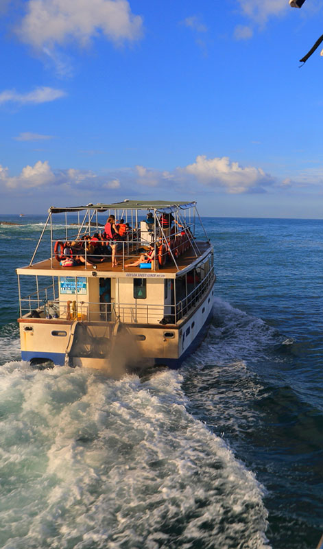 Mirissa Whale Watching - Mirissa Whale Watching Tours - Whale and Dolphin Watching Boat Tours in Mirissa - Whale Watching Mirissa - Mirissa Whale watching Trips in Sri Lanka - Dolphin Watching trips in Mirissa - Trips in Whale Watching