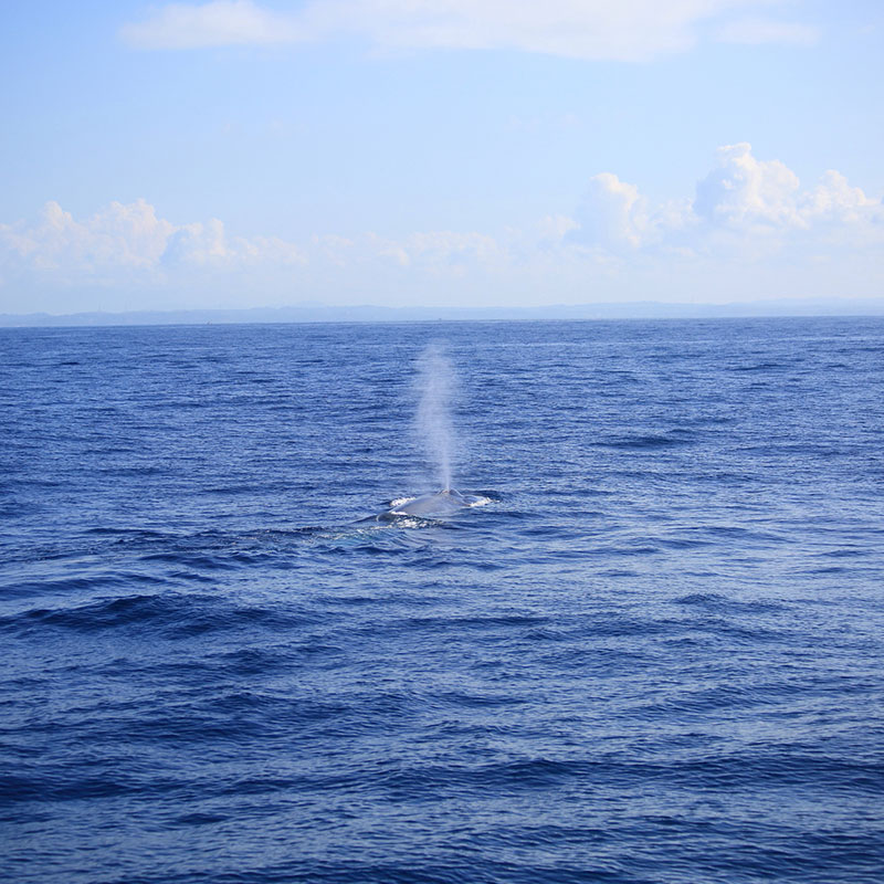 Mirissa Whale Watching - Mirissa Whale Watching Tours - Whale and Dolphin Watching Boat Tours in Mirissa - Whale Watching Mirissa - Mirissa Whale watching Trips in Sri Lanka - Dolphin Watching trips in Mirissa - Trips in Whale Watching