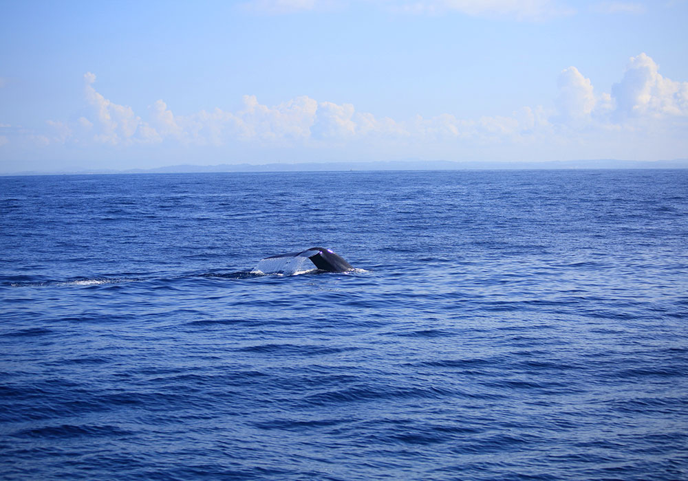 Mirissa Whale Watching - Mirissa Whale Watching Tours - Whale and Dolphin Watching Boat Tours in Mirissa - Whale Watching Mirissa - Mirissa Whale watching Trips in Sri Lanka - Dolphin Watching trips in Mirissa - Trips in Whale Watching