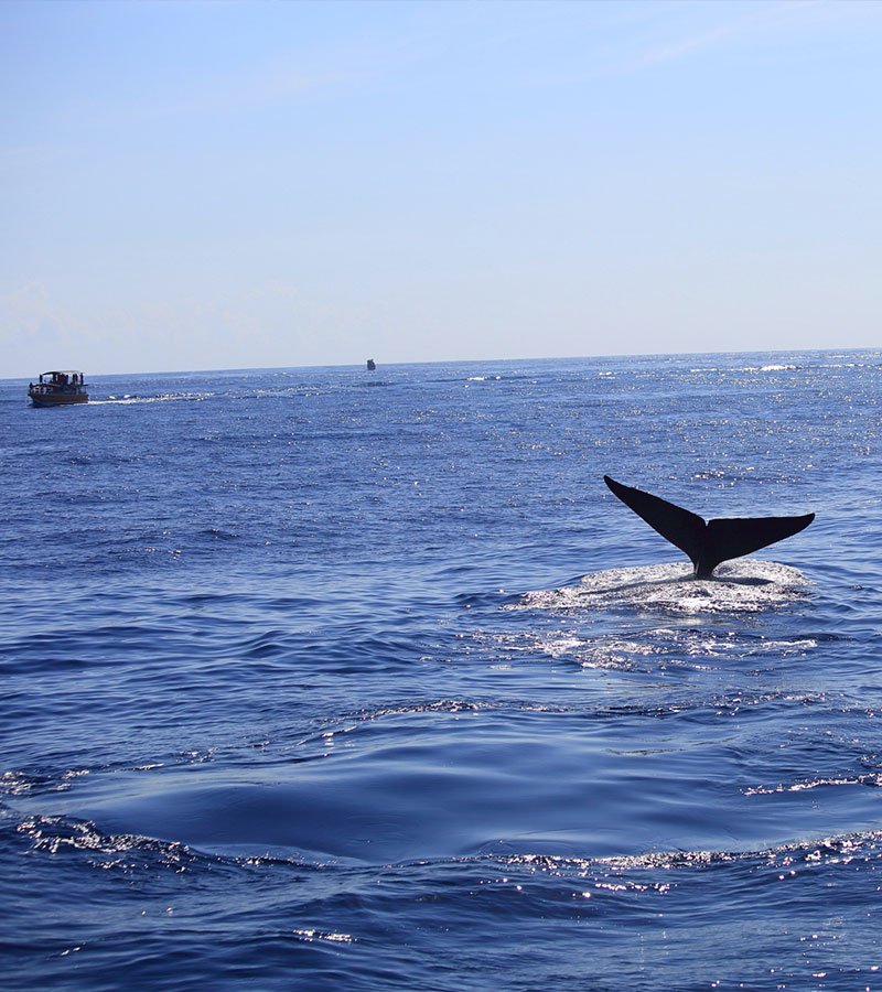 Mirissa Whale Watching - Mirissa Whale Watching Tours - Whale and Dolphin Watching Boat Tours in Mirissa - Whale Watching Mirissa - Mirissa Whale watching Trips in Sri Lanka - Dolphin Watching trips in Mirissa - Trips in Whale Watching