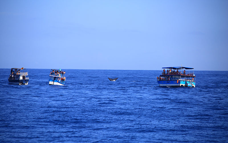 Mirissa Whale Watching - Mirissa Whale Watching Tours - Whale and Dolphin Watching Boat Tours in Mirissa - Whale Watching Mirissa - Mirissa Whale watching Trips in Sri Lanka - Dolphin Watching trips in Mirissa - Trips in Whale Watching