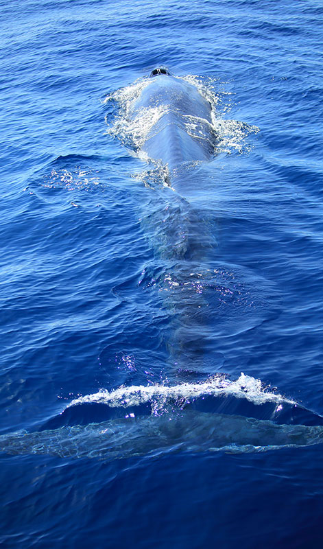 Mirissa Whale Watching - Mirissa Whale Watching Tours - Whale and Dolphin Watching Boat Tours in Mirissa - Whale Watching Mirissa - Mirissa Whale watching Trips in Sri Lanka - Dolphin Watching trips in Mirissa - Trips in Whale Watching
