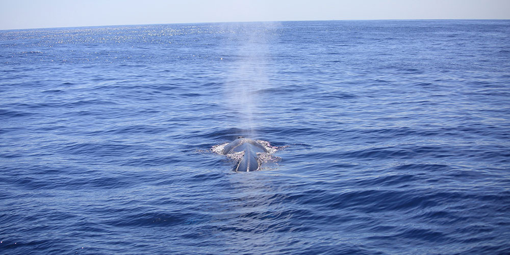 Mirissa Whale Watching - Mirissa Whale Watching Tours - Whale and Dolphin Watching Boat Tours in Mirissa - Whale Watching Mirissa - Mirissa Whale watching Trips in Sri Lanka - Dolphin Watching trips in Mirissa - Trips in Whale Watching