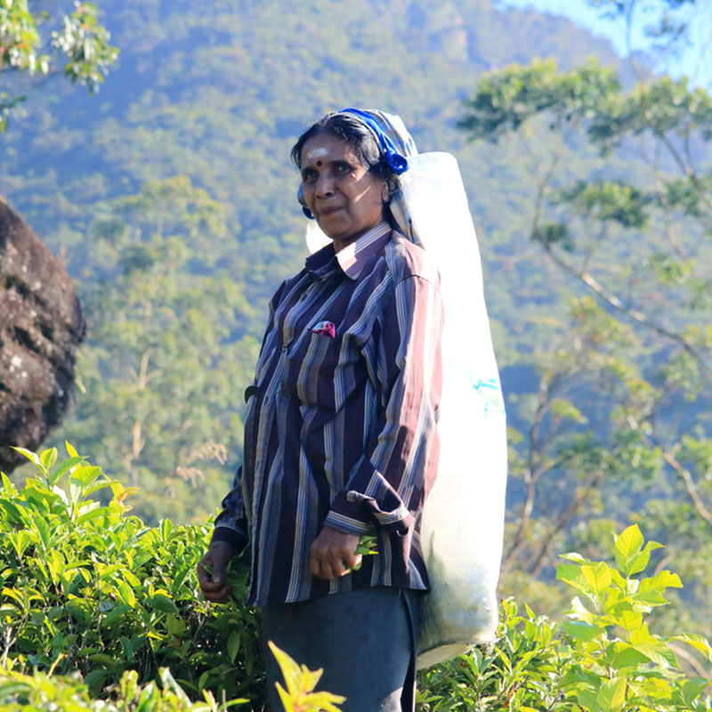 Trekking tours in Knuckles Mountains - Kncukles Trekking Trips - Knuckles Mountains Trekking Tours - Trekking Trips in Knuckles - Knuckles trekking tours - Sri Lanka Trekking Trips - Trekking Trips in Sri Lanka