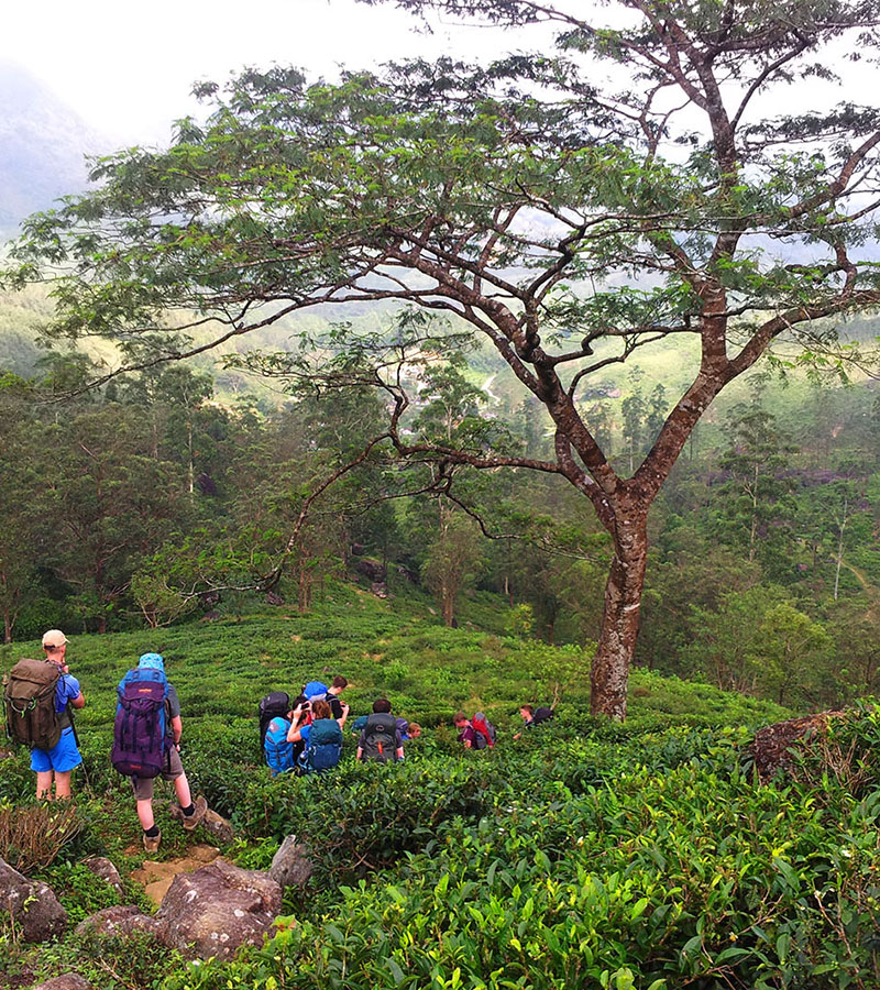 Trekking tours in Knuckles Mountains - Kncukles Trekking Trips - Knuckles Mountains Trekking Tours - Trekking Trips in Knuckles - Knuckles trekking tours - Sri Lanka Trekking Trips - Trekking Trips in Sri Lanka