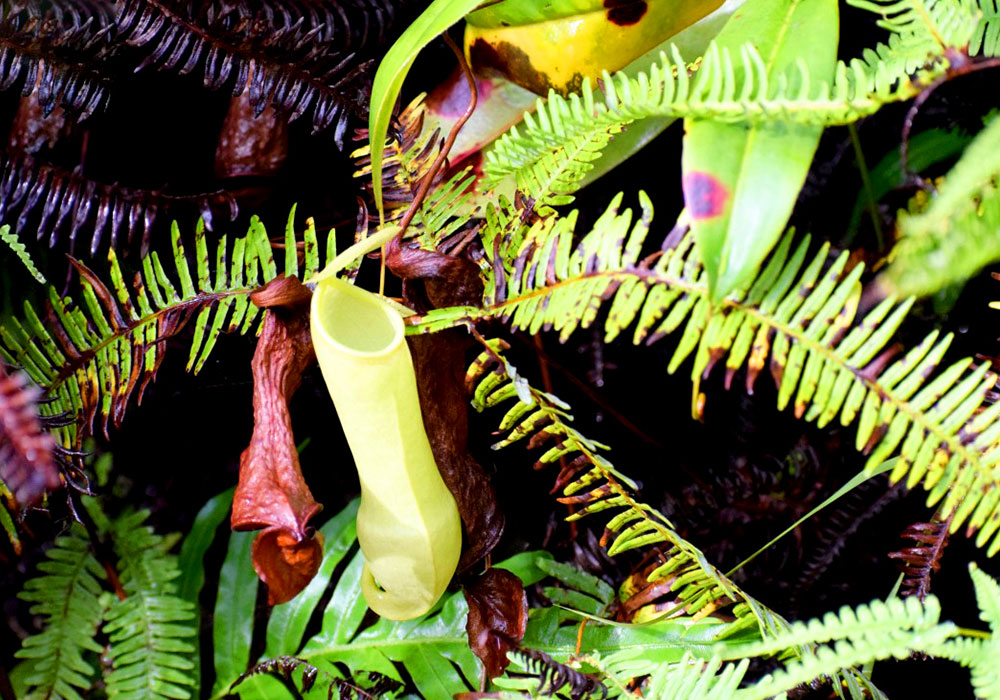 Sinharaja Rain Forest Trekking Trips - Trekking and Hiking in Sinharaja Rain Forest - Sinharaja Rain Forest Tours - Sinharaja trekking Trips - Trekking Trips