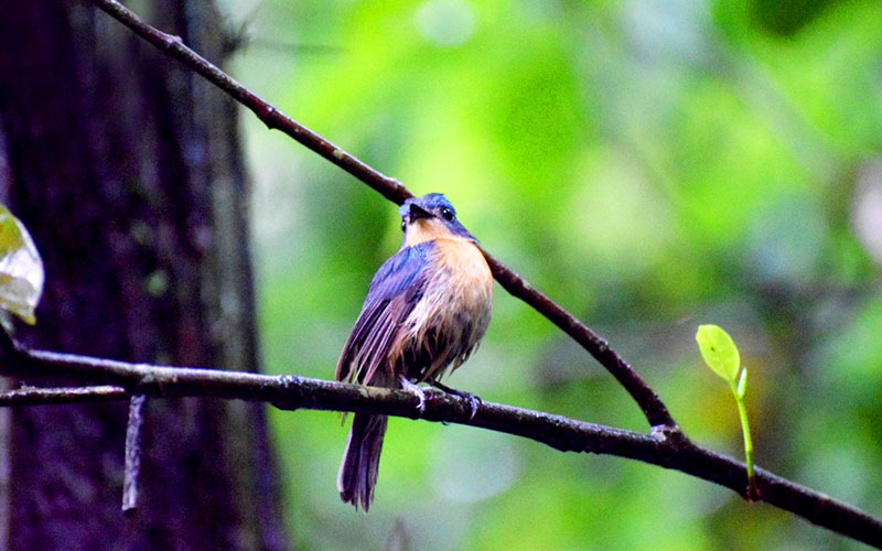 Sinharaja Rain Forest Trekking Trips - Trekking and Hiking in Sinharaja Rain Forest - Sinharaja Rain Forest Tours - Sinharaja trekking Trips - Trekking Trips