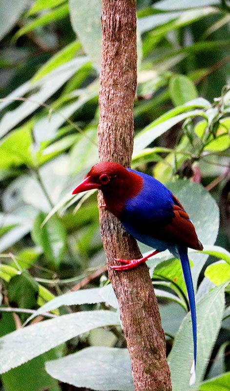 Sinharaja Rain Forest Trekking Trips - Trekking and Hiking in Sinharaja Rain Forest - Sinharaja Rain Forest Tours - Sinharaja trekking Trips - Trekking Trips