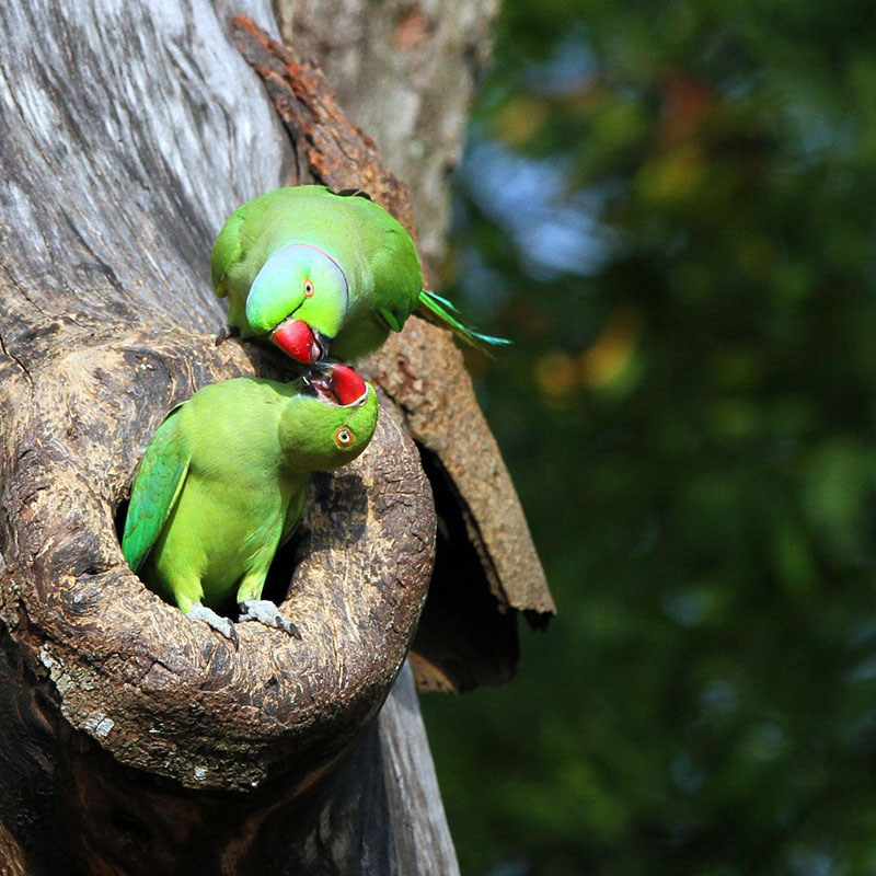 Visit Popham's Arboretum in Dambulla - One of the Top Attractions in Dambulla, Sri Lanka - Sam Popham Arboretum, Sri Lanka - Places to visit in Dambulla