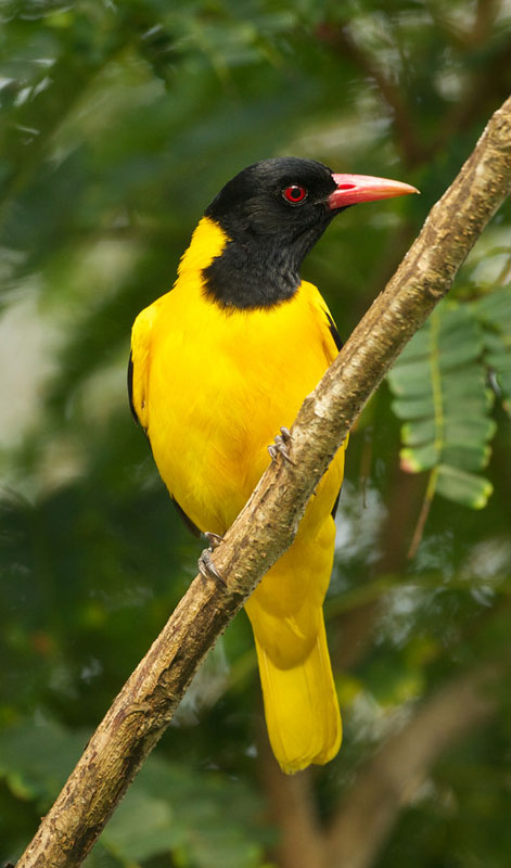 Visit Popham's Arboretum in Dambulla - One of the Top Attractions in Dambulla, Sri Lanka - Sam Popham Arboretum, Sri Lanka - Places to visit in Dambulla