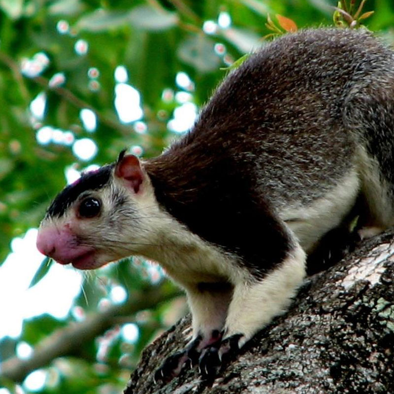 Visit Popham's Arboretum in Dambulla - One of the Top Attractions in Dambulla, Sri Lanka - Sam Popham Arboretum, Sri Lanka - Places to visit in Dambulla