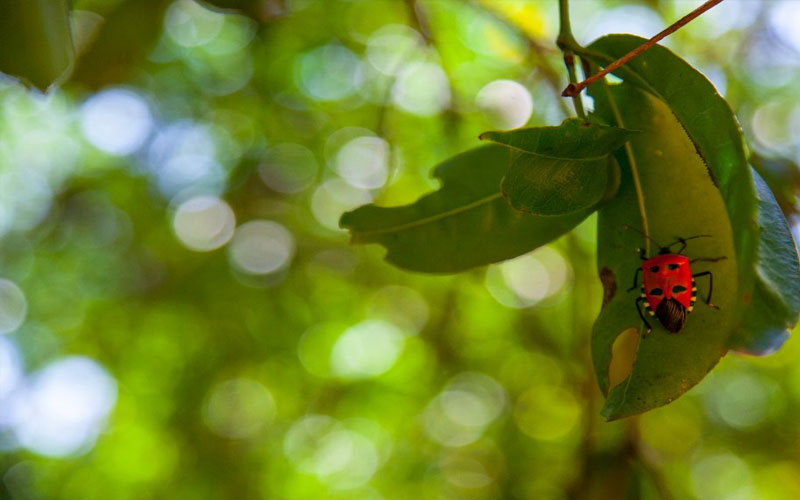 Visit Popham's Arboretum in Dambulla - One of the Top Attractions in Dambulla, Sri Lanka - Sam Popham Arboretum, Sri Lanka - Places to visit in Dambulla