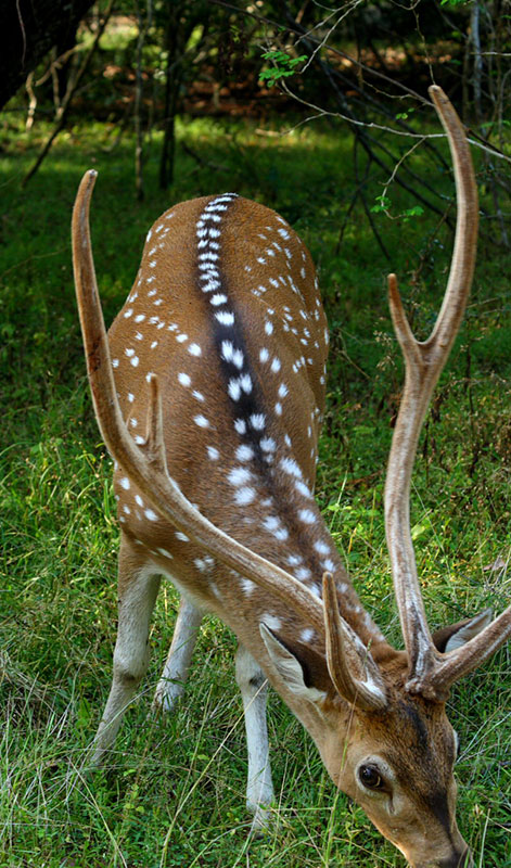 Visit Popham's Arboretum in Dambulla - One of the Top Attractions in Dambulla, Sri Lanka - Sam Popham Arboretum, Sri Lanka - Places to visit in Dambulla