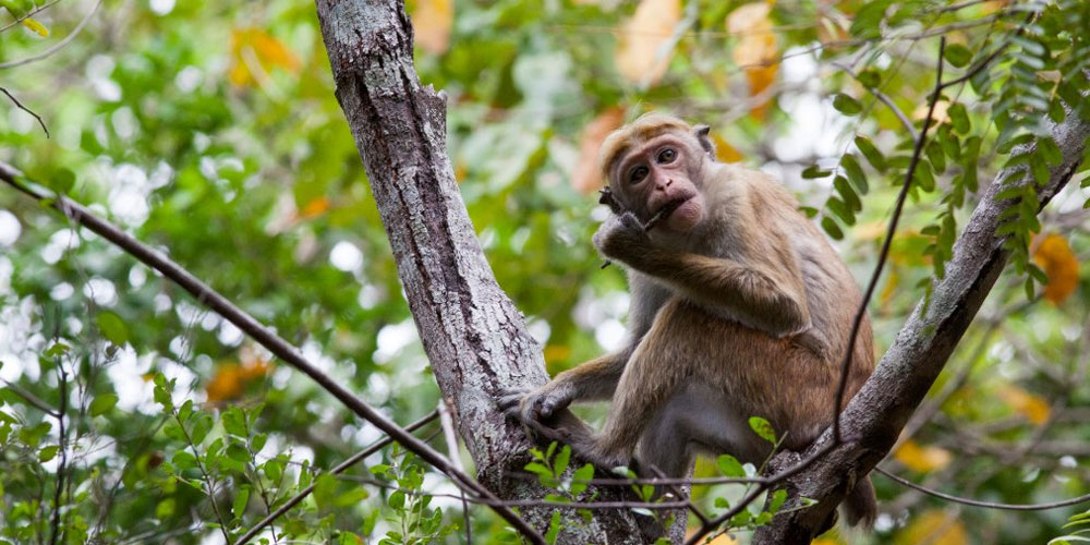 Visit Popham's Arboretum in Dambulla - One of the Top Attractions in Dambulla, Sri Lanka - Sam Popham Arboretum, Sri Lanka - Places to visit in Dambulla