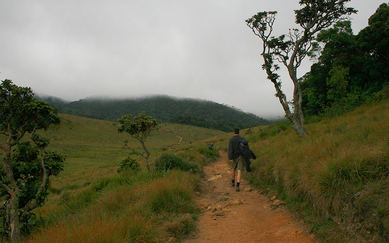 Trekking tours in Horton Plains National Park - Horton Plains Trekking Trips - Horton Plains National Park Trekking Tours - Trekking trips in Horton plains - Horton Plains Trekking Tours - Trekking trips in Sri Lanka
