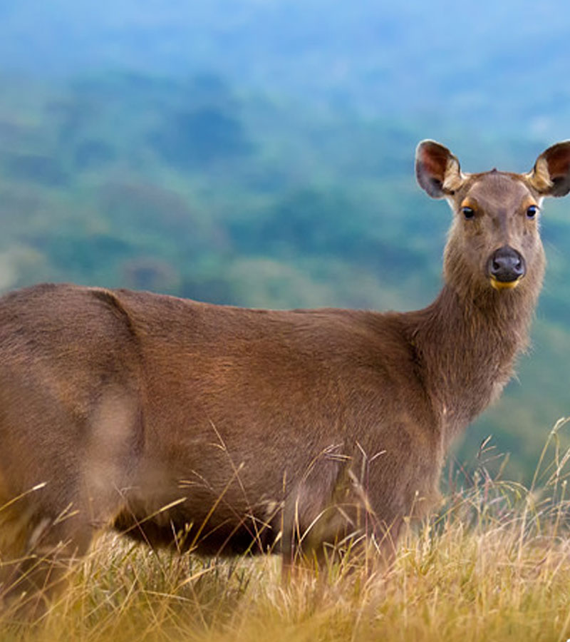Trekking tours in Horton Plains National Park - Horton Plains Trekking Trips - Horton Plains National Park Trekking Tours - Trekking trips in Horton plains - Horton Plains Trekking Tours - Trekking trips in Sri Lanka