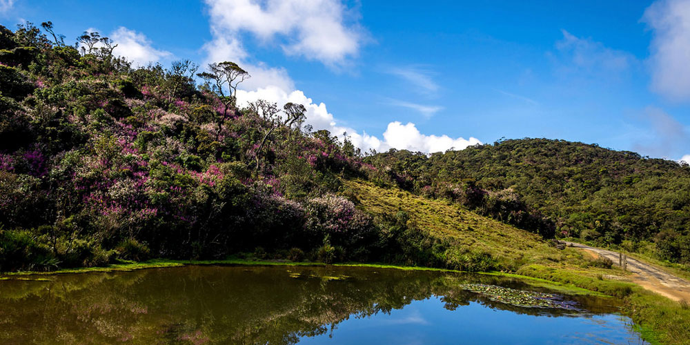 Trekking tours in Horton Plains National Park - Horton Plains Trekking Trips - Horton Plains National Park Trekking Tours - Trekking trips in Horton plains - Horton Plains Trekking Tours - Trekking trips in Sri Lanka