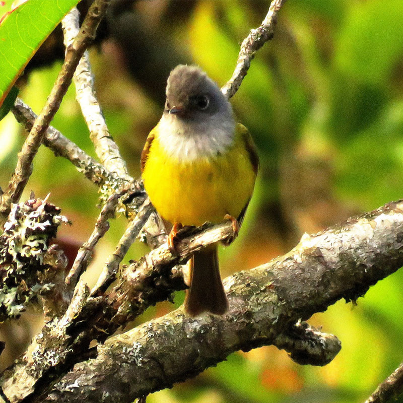 Trekking tours in Horton Plains National Park - Horton Plains Trekking Trips - Horton Plains National Park Trekking Tours - Trekking trips in Horton plains - Horton Plains Trekking Tours - Trekking trips in Sri Lanka