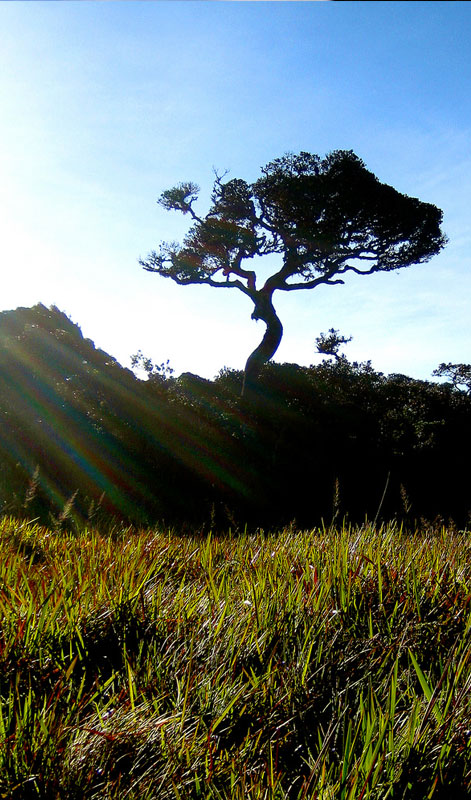 Trekking tours in Horton Plains National Park - Horton Plains Trekking Trips - Horton Plains National Park Trekking Tours - Trekking trips in Horton plains - Horton Plains Trekking Tours - Trekking trips in Sri Lanka