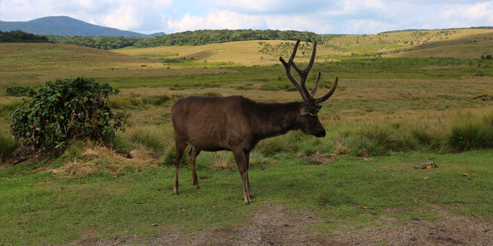 Trekking tours in Horton Plains National Park - Horton Plains Trekking Trips - Horton Plains National Park Trekking Tours - Trekking trips in Horton plains - Horton Plains Trekking Tours - Trekking trips in Sri Lanka