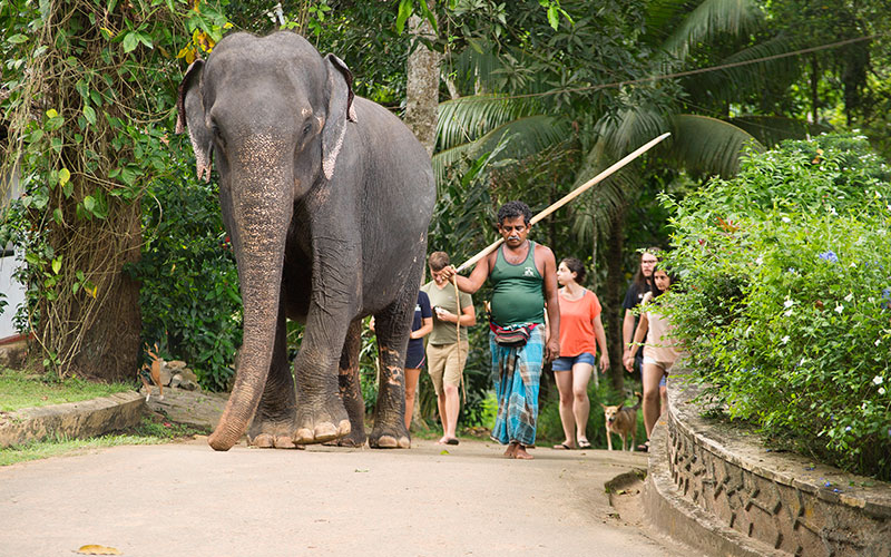 Walk with an Elephant - Pinnawala Elephant Walks - Pinnawala Elephant Orphanage - Elephant Walk Experience - Visting Pinnawala Elephant Orphanage