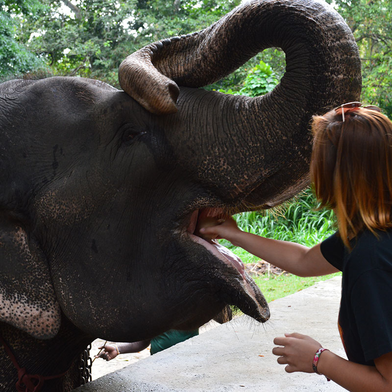 Walk with an Elephant - Pinnawala Elephant Walks - Pinnawala Elephant Orphanage - Elephant Walk Experience - Visting Pinnawala Elephant Orphanage