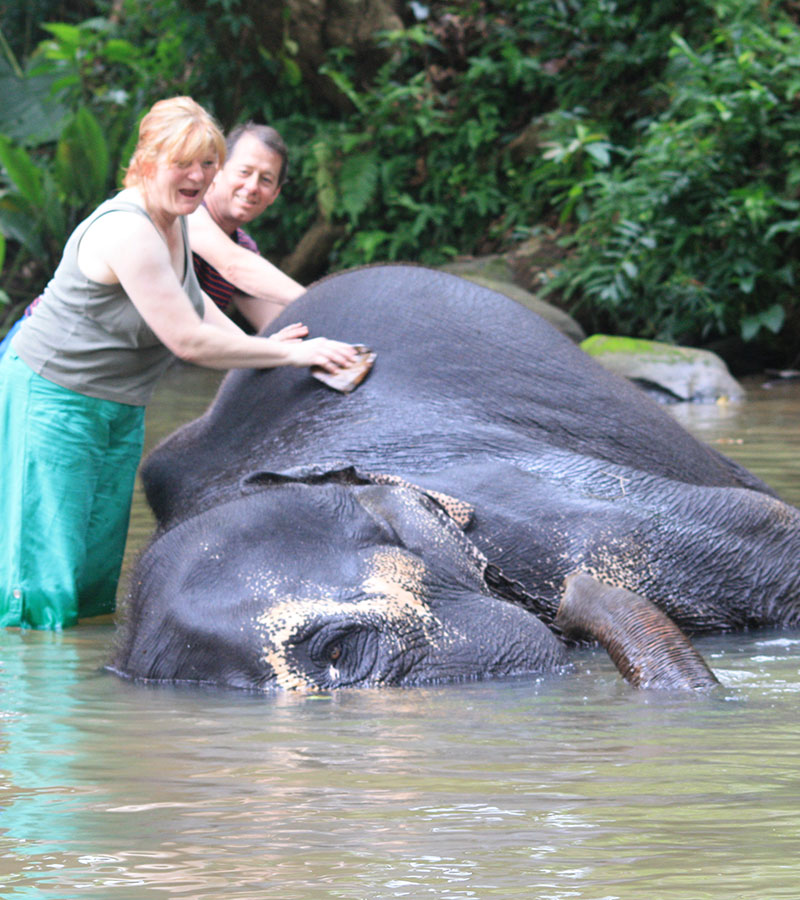 Walk with an Elephant - Pinnawala Elephant Walks - Pinnawala Elephant Orphanage - Elephant Walk Experience - Visting Pinnawala Elephant Orphanage