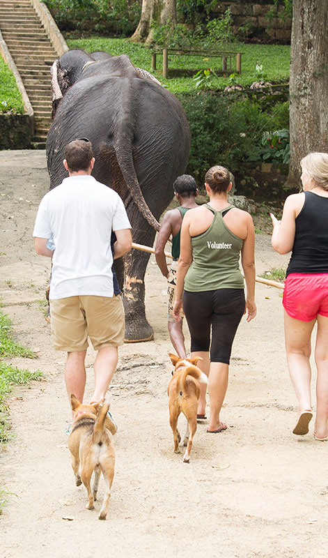 Walk with an Elephant - Pinnawala Elephant Walks - Pinnawala Elephant Orphanage - Elephant Walk Experience - Visting Pinnawala Elephant Orphanage