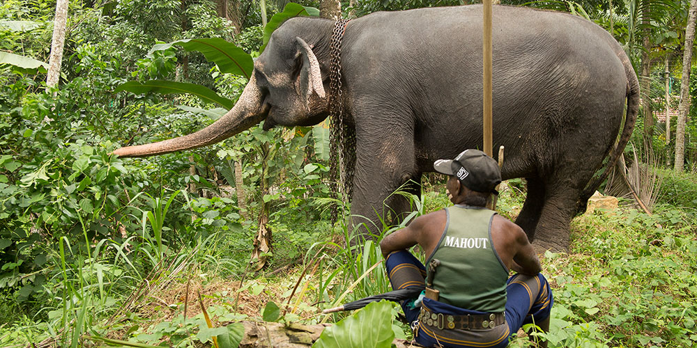 Walk with an Elephant - Pinnawala Elephant Walks - Pinnawala Elephant Orphanage - Elephant Walk Experience - Visting Pinnawala Elephant Orphanage