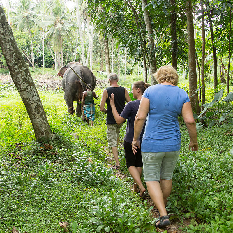 Walk with an Elephant - Pinnawala Elephant Walks - Pinnawala Elephant Orphanage - Elephant Walk Experience - Visting Pinnawala Elephant Orphanage
