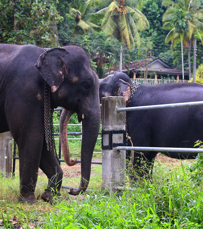 Walk with an Elephant - Pinnawala Elephant Walks - Pinnawala Elephant Orphanage - Elephant Walk Experience - Visting Pinnawala Elephant Orphanage