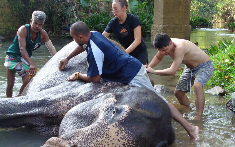 Walk with an Elephant - Pinnawala Elephant Walks - Pinnawala Elephant Orphanage - Elephant Walk Experience - Visting Pinnawala Elephant Orphanage