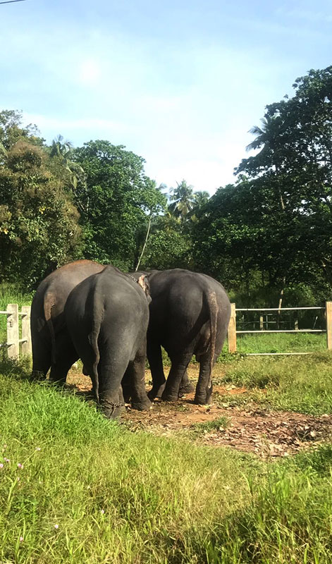 Walk with an Elephant - Pinnawala Elephant Walks - Pinnawala Elephant Orphanage - Elephant Walk Experience - Visting Pinnawala Elephant Orphanage