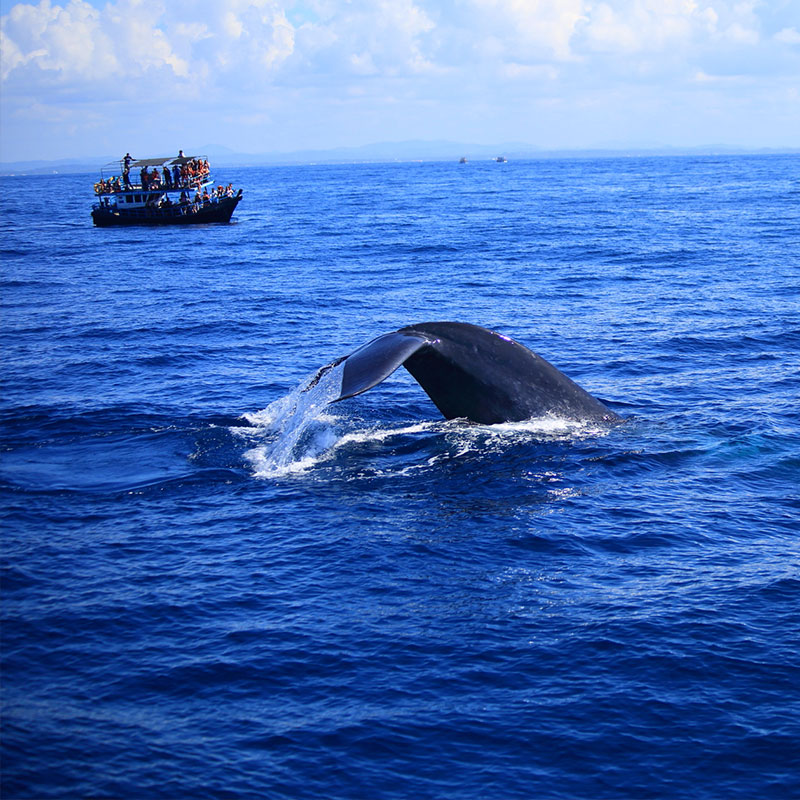 Mirissa Whale Watching - Mirissa Whale Watching Tours - Whale and Dolphin Watching Boat Tours in Mirissa - Whale Watching Mirissa - Mirissa Whale watching Trips in Sri Lanka - Dolphin Watching trips in Mirissa - Trips in Whale Watching