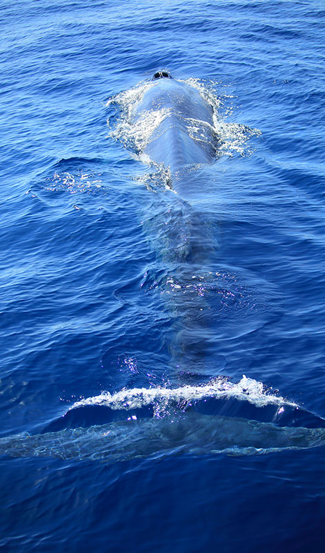 Mirissa Whale Watching - Mirissa Whale Watching Tours - Whale and Dolphin Watching Boat Tours in Mirissa - Whale Watching Mirissa - Mirissa Whale watching Trips in Sri Lanka - Dolphin Watching trips in Mirissa - Trips in Whale Watching