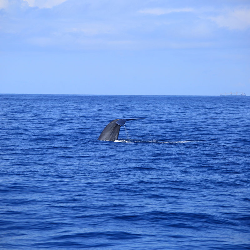 Mirissa Whale Watching - Mirissa Whale Watching Tours - Whale and Dolphin Watching Boat Tours in Mirissa - Whale Watching Mirissa - Mirissa Whale watching Trips in Sri Lanka - Dolphin Watching trips in Mirissa - Trips in Whale Watching