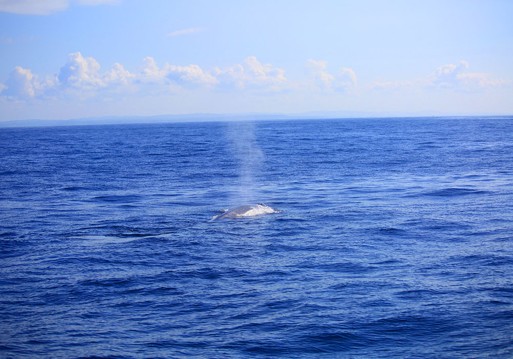 Mirissa Whale Watching - Mirissa Whale Watching Tours - Whale and Dolphin Watching Boat Tours in Mirissa - Whale Watching Mirissa - Mirissa Whale watching Trips in Sri Lanka - Dolphin Watching trips in Mirissa - Trips in Whale Watching